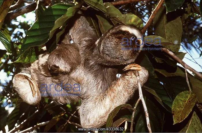  : Maned Three-toed SLOTH - And young