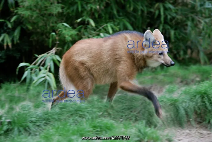 : Maned Wolf : Maned Wolf