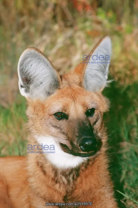 : Maned Wolf : Maned Wolf