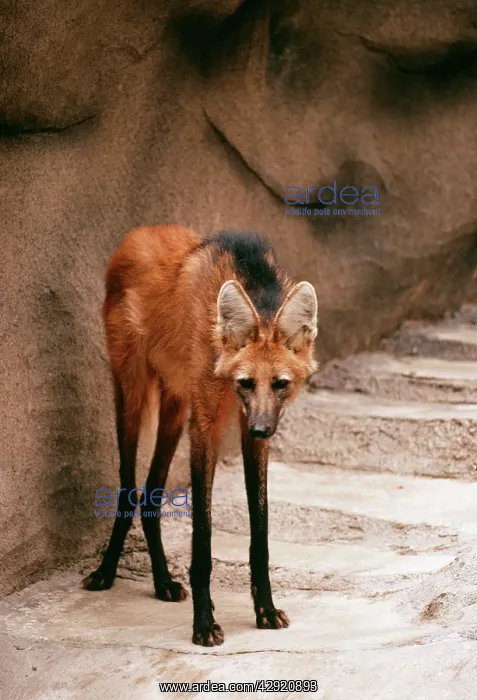 : MANED WOLF : MANED WOLF