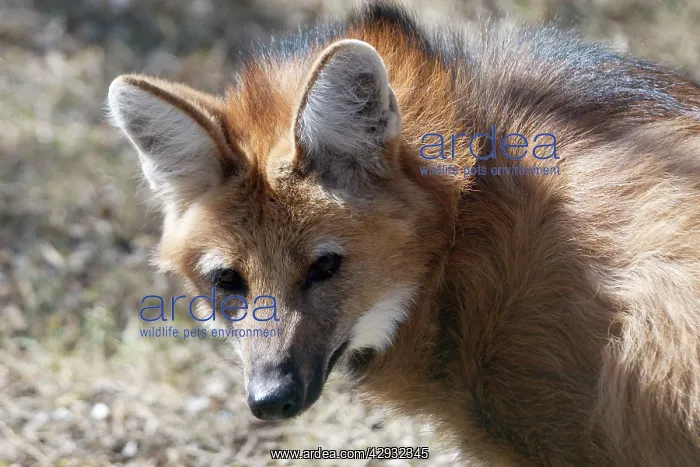 : Maned Wolf : Maned Wolf