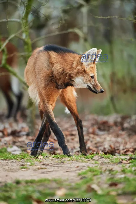 : Maned wolf (Chrysocyon brachyurus), walking, Bavaria : Maned wolf (Chrysocyon brachyurus), walking, Bavaria