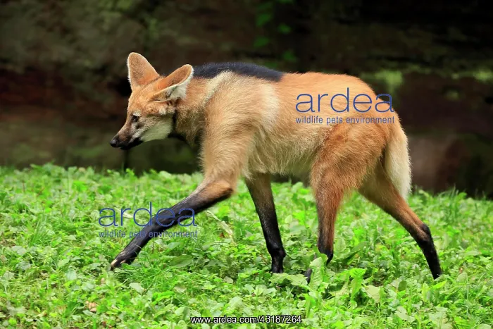 : Maned wolf (Chrysocyon brachyurus), adult, running : Maned wolf (Chrysocyon brachyurus), adult, running
