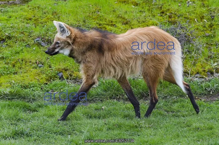 : Maned Wolf (Chrysocyon brachyurus). Largest canid : Maned Wolf (Chrysocyon brachyurus). Largest canid