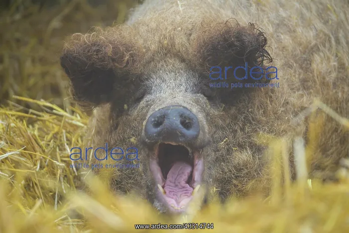 : Mangalica, or Mangalitsa or Mangalitza pig (Sus : Mangalica, or Mangalitsa or Mangalitza pig (Sus