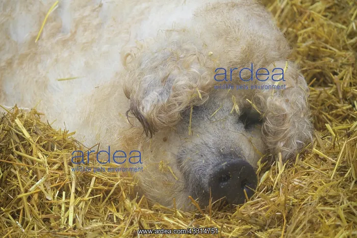 : Mangalica, or Mangalitsa or Mangalitza pig (Sus : Mangalica, or Mangalitsa or Mangalitza pig (Sus