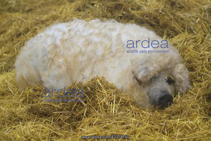 : Mangalica, or Mangalitsa or Mangalitza pig (Sus : Mangalica, or Mangalitsa or Mangalitza pig (Sus