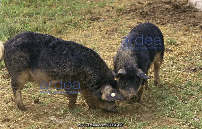 : Mangalitsa Curly-hair hogs : Mangalitsa Curly-hair hogs