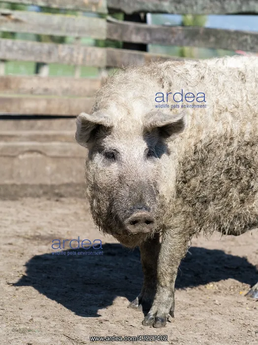: Mangalitsa pig or curly hair hog (Sus scrofa : Mangalitsa pig or curly hair hog (Sus scrofa