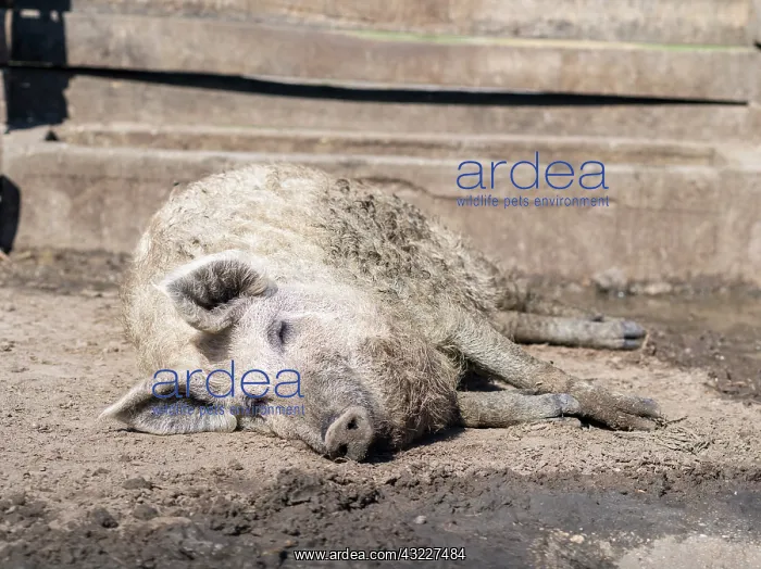  : Mangalitsa pig or curly hair hog (Sus scrofa