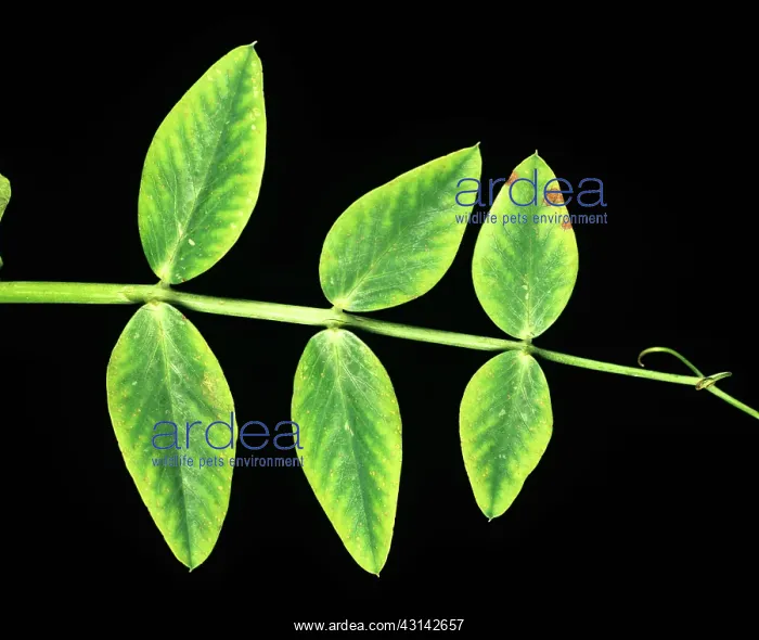 : Manganese deficiency : Manganese deficiency
