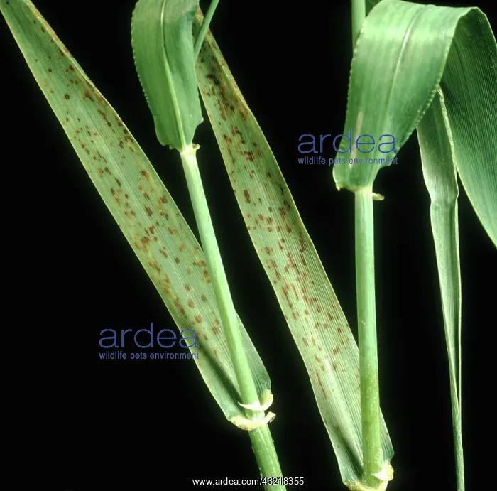: Manganese deficiency : Manganese deficiency