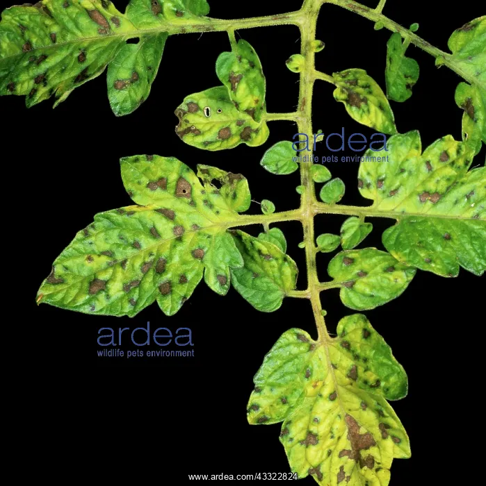 : Manganese deficiency : Manganese deficiency