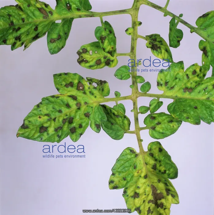 : Manganese deficiency : Manganese deficiency
