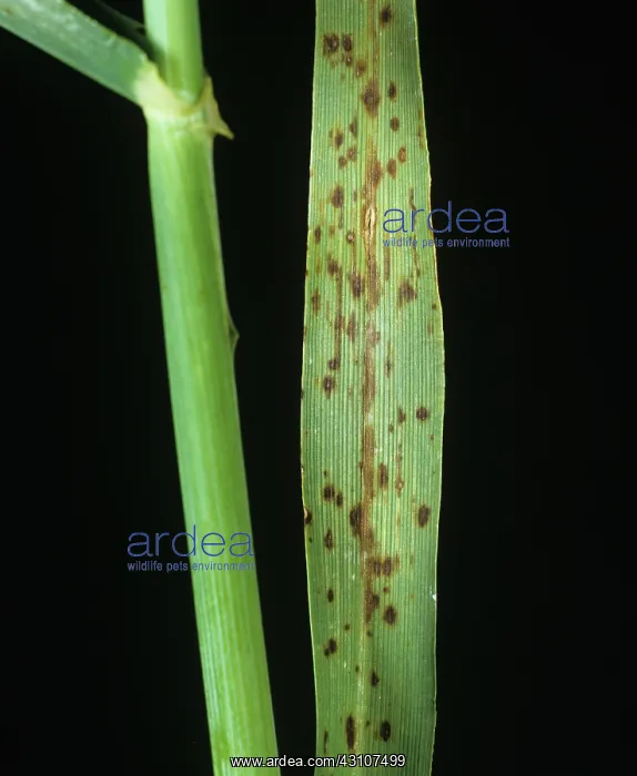  : Manganese Deficiency in Barley