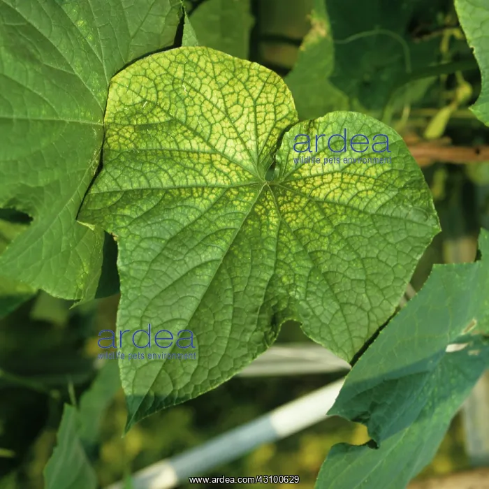 : Manganese deficiency on cucumber leaf : Manganese deficiency on cucumber leaf