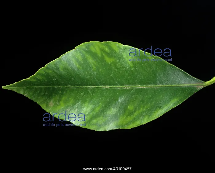 : Manganese deficiency in lemon leaf : Manganese deficiency in lemon leaf
