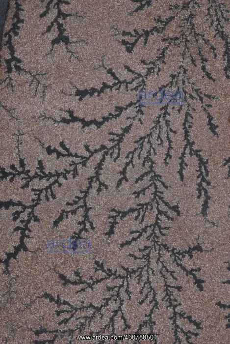 : Manganese Dendrite Pseudofossils : Manganese Dendrite Pseudofossils