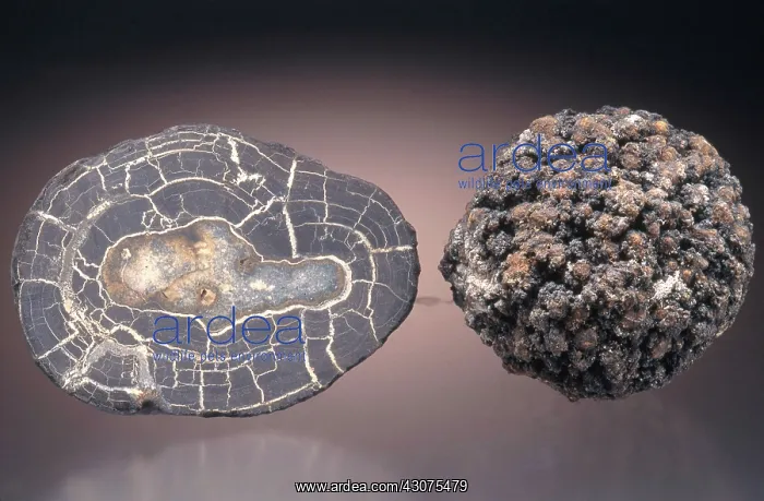: Manganese Nodules : Manganese Nodules