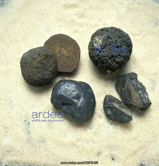: Manganese Nodules : Manganese Nodules