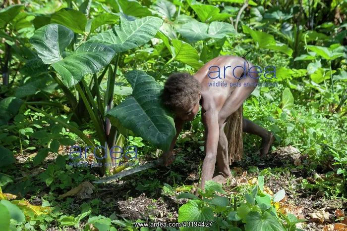 : Mangao, 8 years old, the future chieftain of his : Mangao, 8 years old, the future chieftain of his