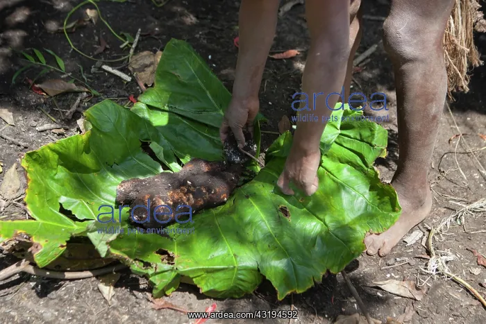 : Mangao, 8 years old, the future chieftain of his : Mangao, 8 years old, the future chieftain of his