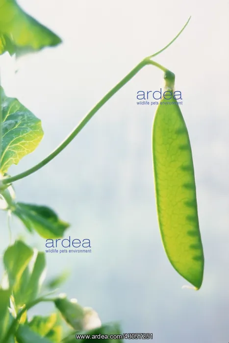 : Mangetout, Pisum sativum : Mangetout, Pisum sativum