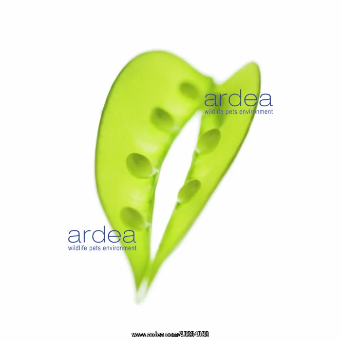 : Mangetout, Pisum sativum : Mangetout, Pisum sativum