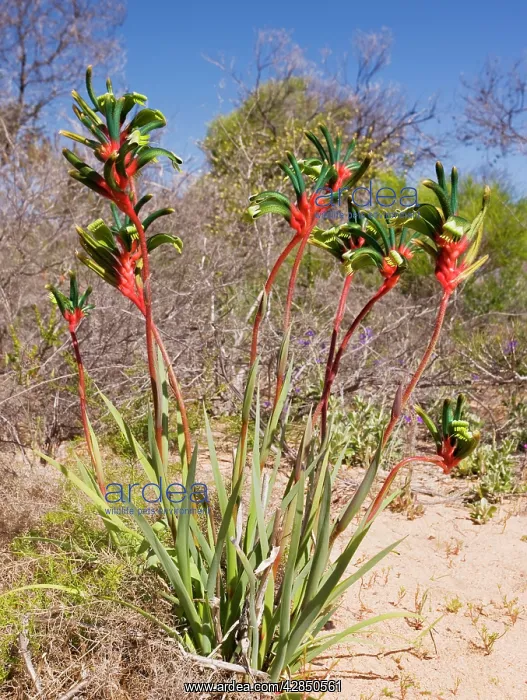 : Mangles Kangaroo Paw : Mangles Kangaroo Paw