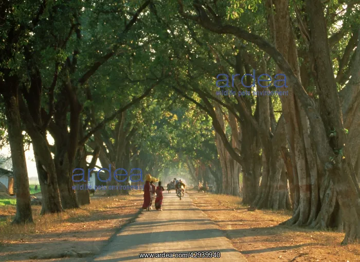 : Mango Avenue : Mango Avenue