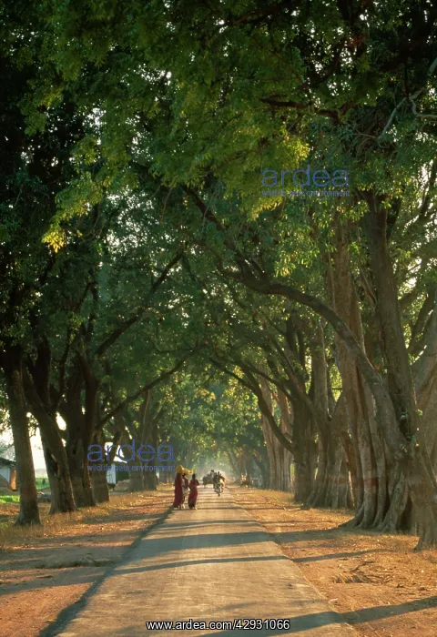  : Mango Avenuerural road
