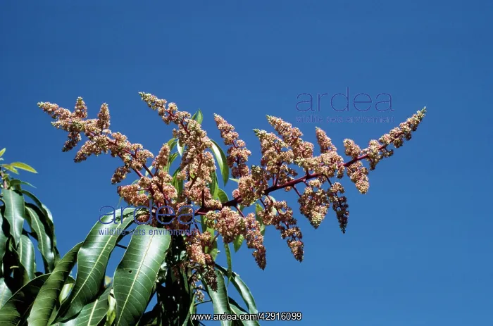  : MANGO FLOWERS