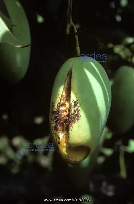 : Mango fruit fly damage to mango fruit : Mango fruit fly damage to mango fruit