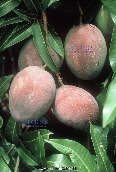 : Mango fruit on tree : Mango fruit on tree