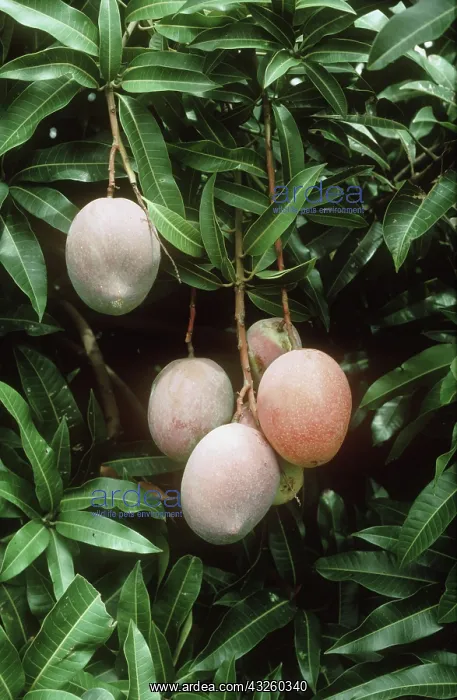 : Mango fruit on tree : Mango fruit on tree