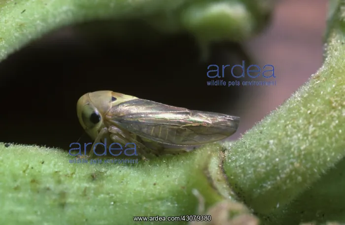 : Mango hopper : Mango hopper