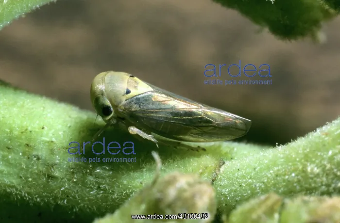 : Mango hopper (Idioscopus niveosparsus) : Mango hopper (Idioscopus niveosparsus)
