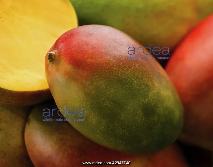 : Mango, Mangifera indica : Mango, Mangifera indica