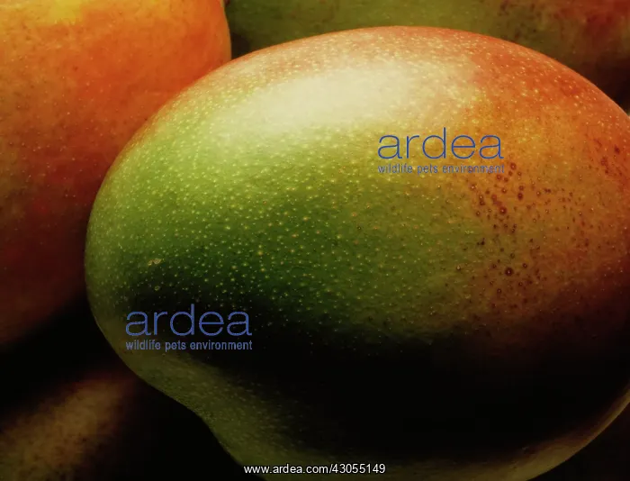 : Mango, Mangifera indica : Mango, Mangifera indica