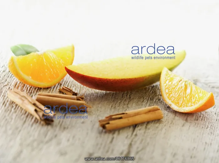 : Mango, Mangifera indica. One slice arranged with : Mango, Mangifera indica. One slice arranged with