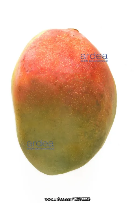  : Mango - studio shot