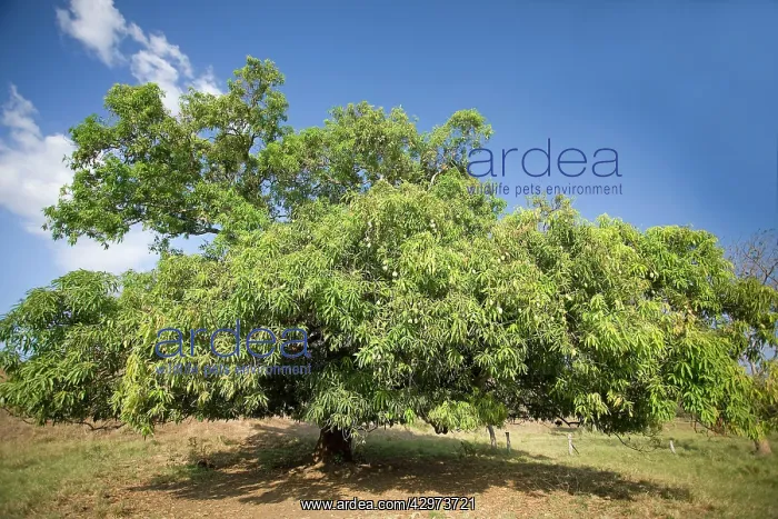  : Mango Tree