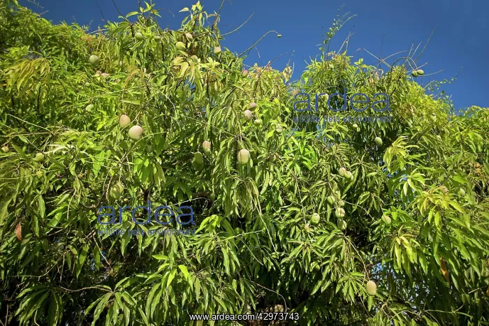  : Mango Tree