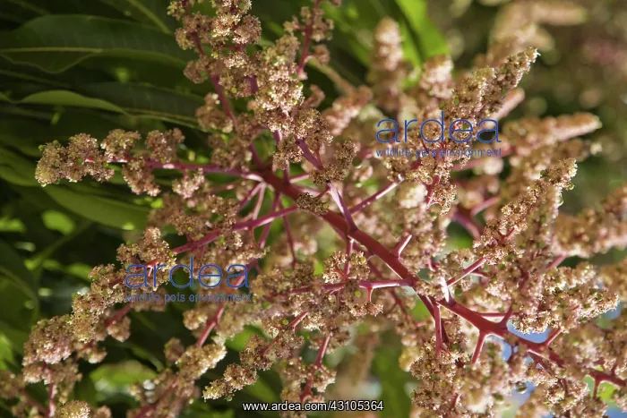 : Mango tree blossoms : Mango tree blossoms