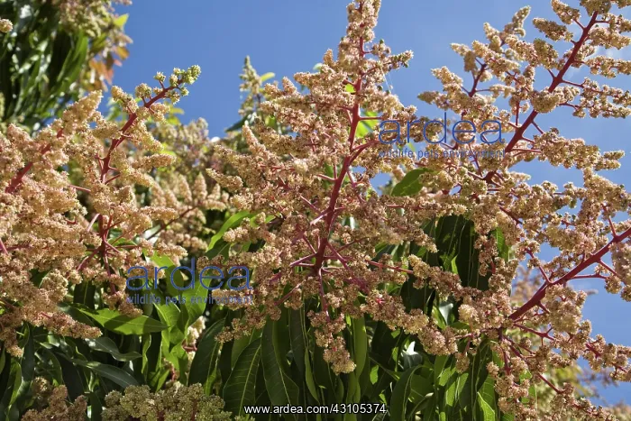 : Mango tree blossoms : Mango tree blossoms
