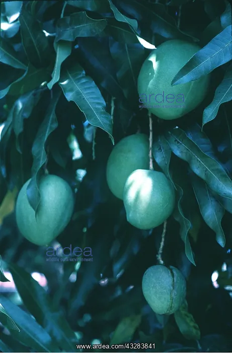 : MANGO TREE - close up of fruit : MANGO TREE - close up of fruit