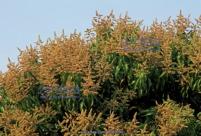: Mango Tree - Flowering : Mango Tree - Flowering