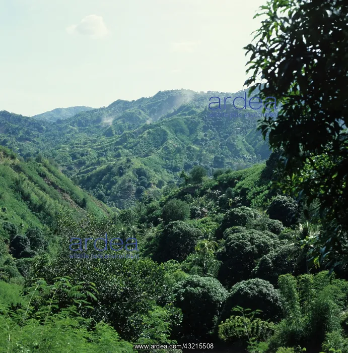 : Mango Trees on Cebu Island : Mango Trees on Cebu Island