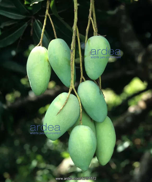 : Mangoes on Tree : Mangoes on Tree