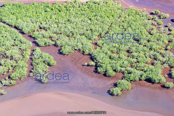 : Mangrove. Mayotte Island, Indian Ocean